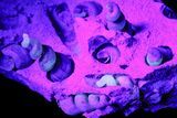 Fluorescent Fossil Gastropods in Limestone - Russia #174902-2